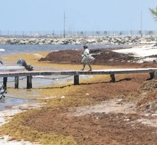 Toneladas de sargazo a las playas de Quintana Roo