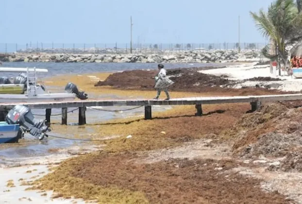 Toneladas de sargazo a las playas de Quintana Roo