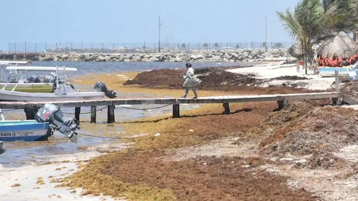 Toneladas de sargazo a las playas de Quintana Roo