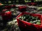 Recolección de aguacate en Michoacan