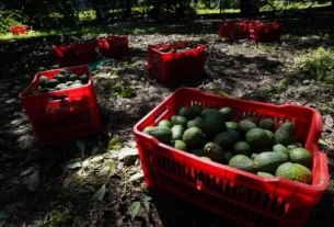 Recolección de aguacate en Michoacan