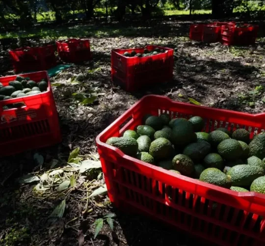Recolección de aguacate en Michoacan