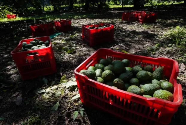 Recolección de aguacate en Michoacan