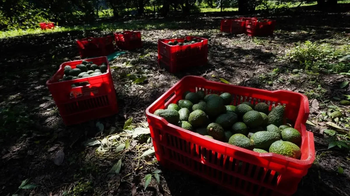 Recolección de aguacate en Michoacan