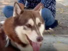 Lucas, un husky siberiano de tres años, se convirtió en el primer perro del país en ser reconocido con derecho a una pensión alimentaria
