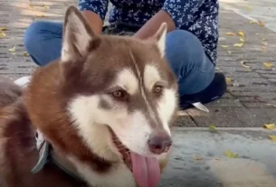 Lucas, un husky siberiano de tres años, se convirtió en el primer perro del país en ser reconocido con derecho a una pensión alimentaria