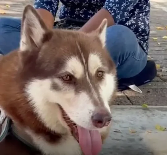 Lucas, un husky siberiano de tres años, se convirtió en el primer perro del país en ser reconocido con derecho a una pensión alimentaria