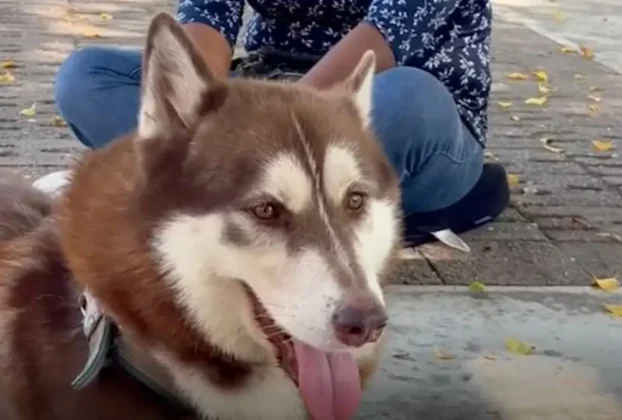 Lucas, un husky siberiano de tres años, se convirtió en el primer perro del país en ser reconocido con derecho a una pensión alimentaria