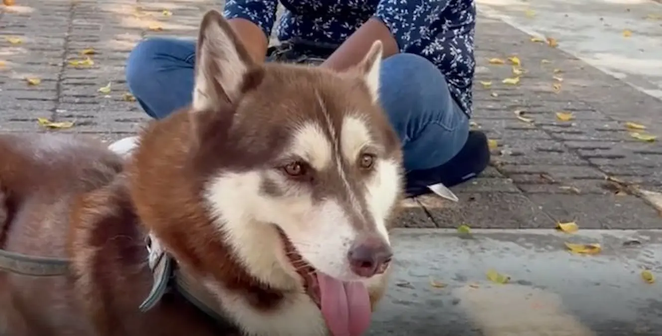 Lucas, un husky siberiano de tres años, se convirtió en el primer perro del país en ser reconocido con derecho a una pensión alimentaria