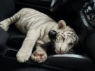 Cría de tigre de bengala blanco