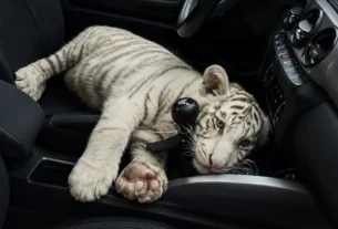 Cría de tigre de bengala blanco