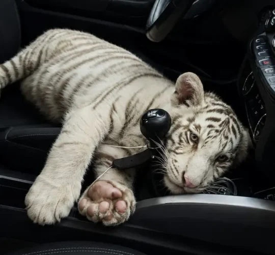 Cría de tigre de bengala blanco