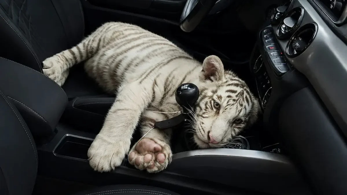 Cría de tigre de bengala blanco