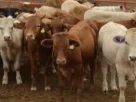 Cabezas de ganado sonorense comenzaron a cruzar por la Estación Cuarentenaria de Agua Prieta rumbo a Douglas, Arizona.