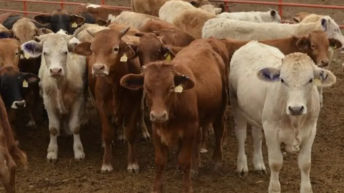 Cabezas de ganado sonorense comenzaron a cruzar por la Estación Cuarentenaria de Agua Prieta rumbo a Douglas, Arizona.