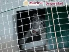 Tigre blanco asegurado en Tamaulipas