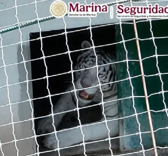 Tigre blanco asegurado en Tamaulipas
