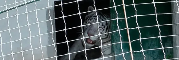 Tigre blanco asegurado en Tamaulipas