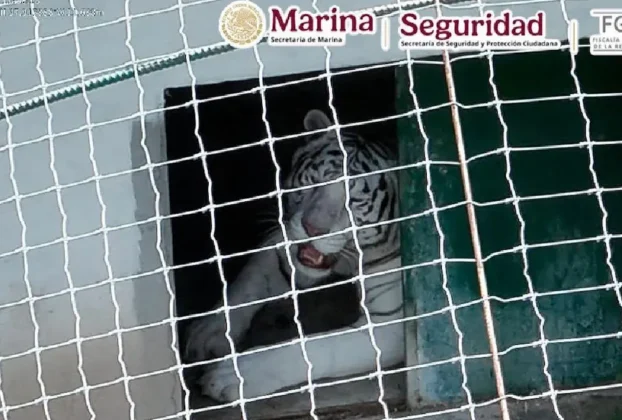 Tigre blanco asegurado en Tamaulipas