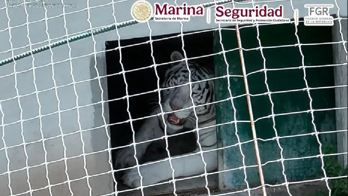 Tigre blanco asegurado en Tamaulipas