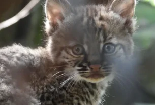 El lince rojo es una especie nativa que habita en las zonas boscosas y montañosas
