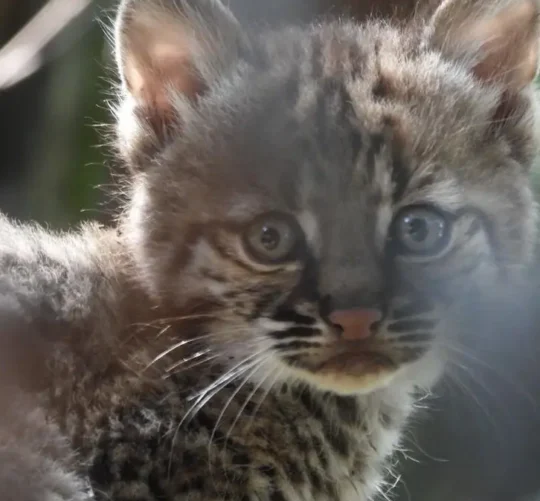 El lince rojo es una especie nativa que habita en las zonas boscosas y montañosas