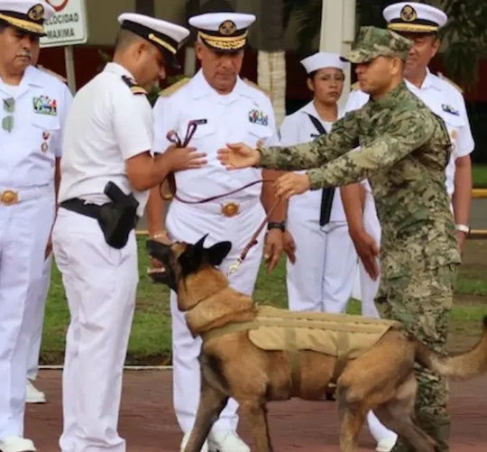 La Marina reconoce trayectoria “Hermes” binomio canino en Manzanillo