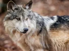 Ejemplar de lobo mexicano.