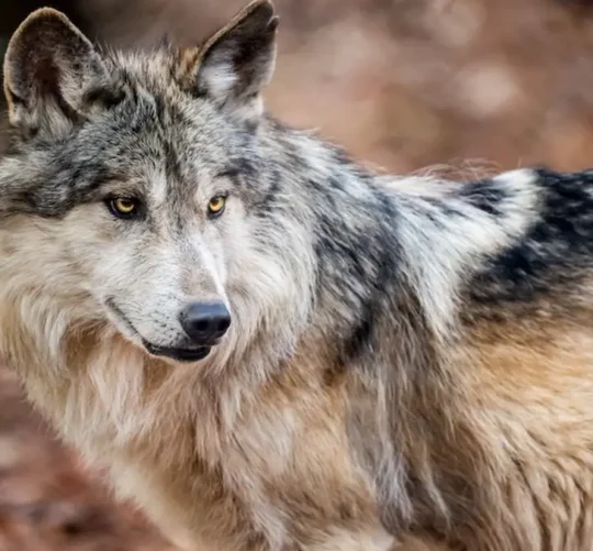 Ejemplar de lobo mexicano.