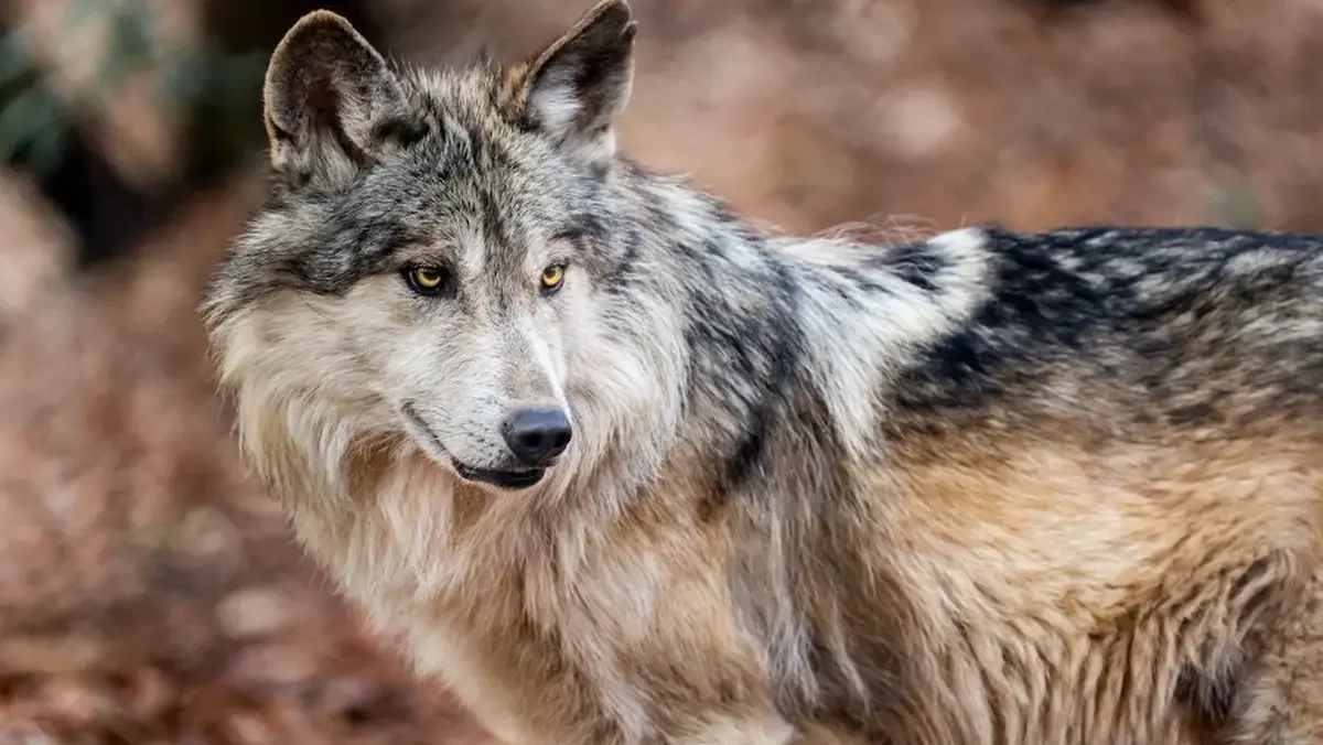 Ejemplar de lobo mexicano.