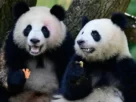 , Ping Ping y Fu Shuang