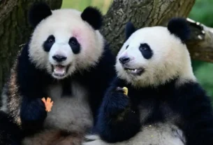 , Ping Ping y Fu Shuang