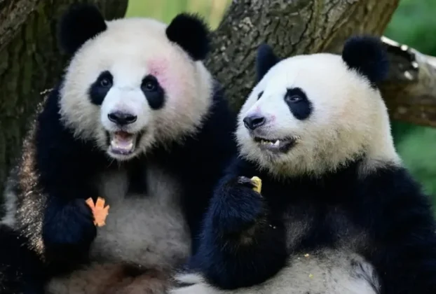 , Ping Ping y Fu Shuang
