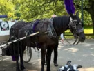 El Concejo Municipal de Nueva York aprobó una ley que prohibirá los carruajes tirados por caballos por Central Park a partir del 1 junio de 2028