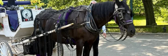 El Concejo Municipal de Nueva York aprobó una ley que prohibirá los carruajes tirados por caballos por Central Park a partir del 1 junio de 2028