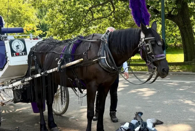 El Concejo Municipal de Nueva York aprobó una ley que prohibirá los carruajes tirados por caballos por Central Park a partir del 1 junio de 2028