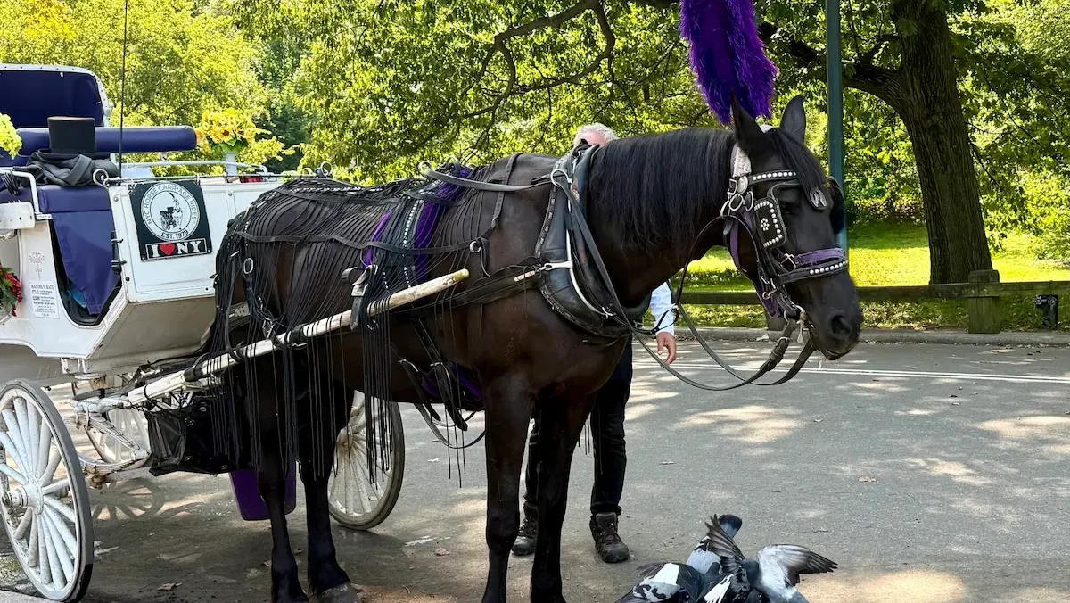 El Concejo Municipal de Nueva York aprobó una ley que prohibirá los carruajes tirados por caballos por Central Park a partir del 1 junio de 2028