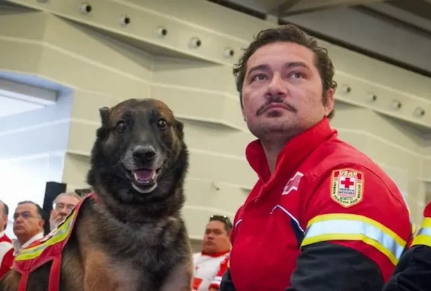 Rex, un pastor belga malinois que durante nueve años representó a la delegación ciudad de Puebla en labores de emergencia.