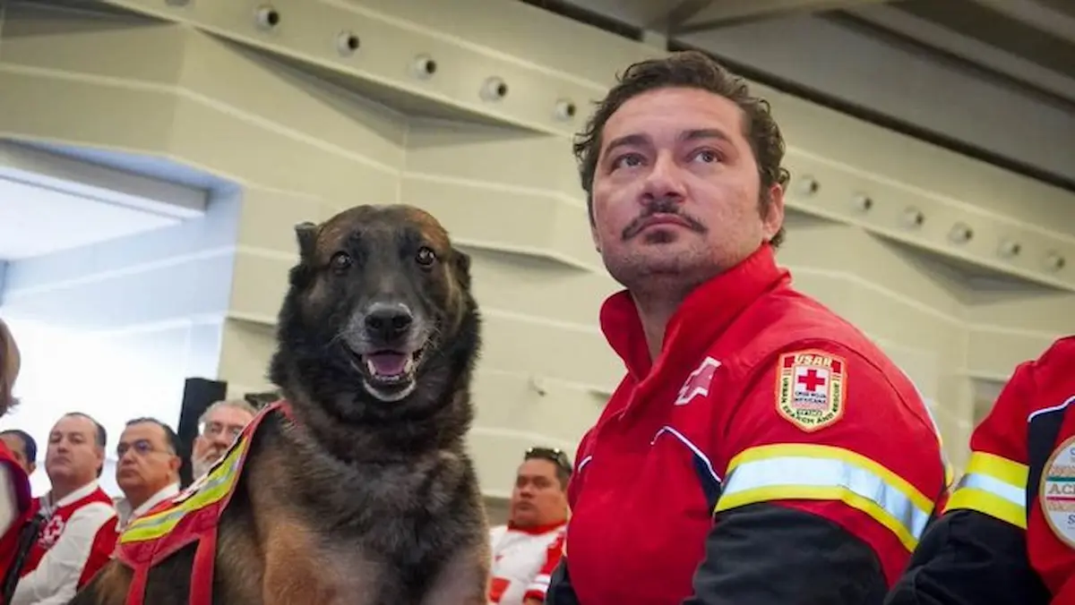Rex, un pastor belga malinois que durante nueve años representó a la delegación ciudad de Puebla en labores de emergencia.