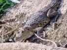 Fugaz, una hembra de cocodrilo de Morelet de 1.2 metros, fue asegurada por Profepa y Puebla Verde