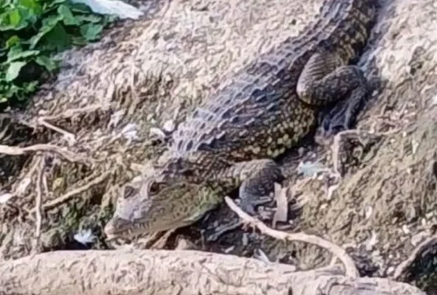 Fugaz, una hembra de cocodrilo de Morelet de 1.2 metros, fue asegurada por Profepa y Puebla Verde