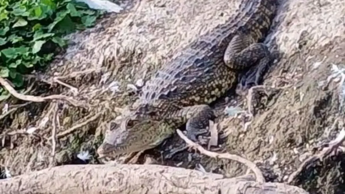 Fugaz, una hembra de cocodrilo de Morelet de 1.2 metros, fue asegurada por Profepa y Puebla Verde